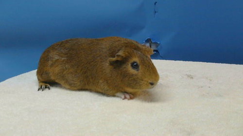 MOCHA, a guinea pig for adoption from Los Angeles County Animal Control - Carson