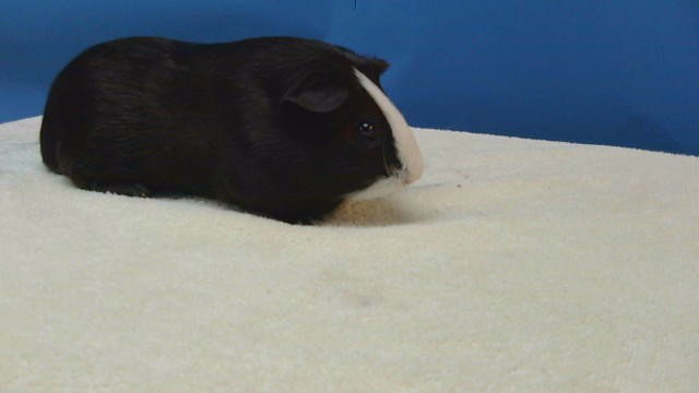 OREO