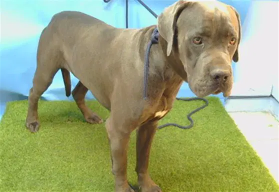 Max - Cane Corso Mastiff