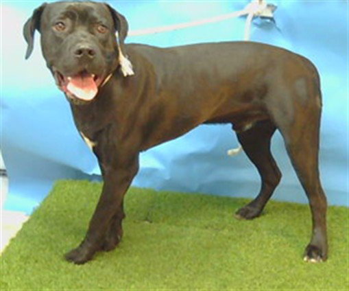 Rocky, Cane Corso Mastiff