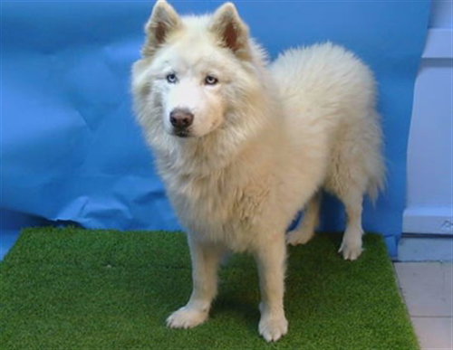 BLIZZARD, a dog for adoption from Los Angeles County Animal Control - Carson
