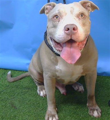 DODGER, a dog for adoption from Los Angeles County Animal Control - Carson