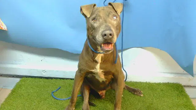Sir - Pit Bull Terrier