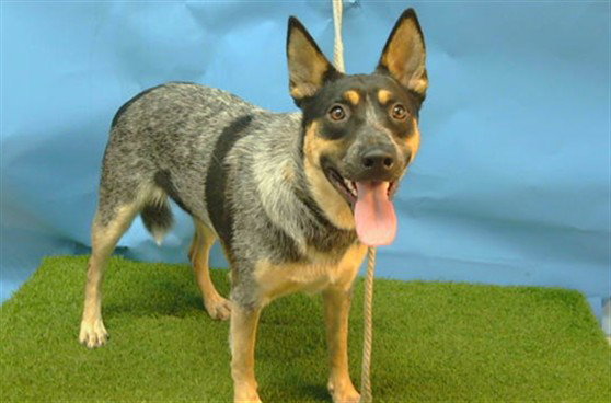 A5803144, Australian Cattle Dog/Blue Heeler