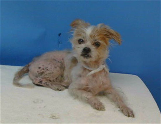 Coco, Silky Terrier