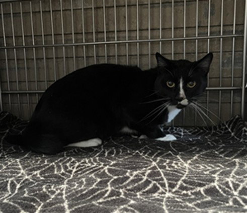 Sashimi, Domestic Short Hair