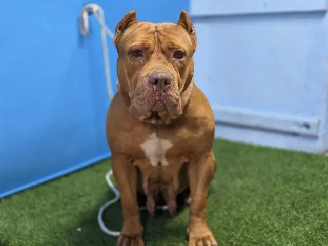 Pumpkin - Pit Bull Terrier