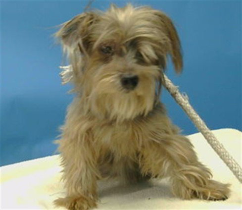GIGI, a dog for adoption from Los Angeles County Animal Control - Carson
