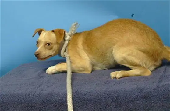 Loca - Chihuahua