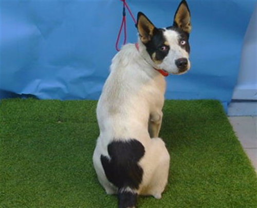 MASON, a dog for adoption from Los Angeles County Animal Control - Carson