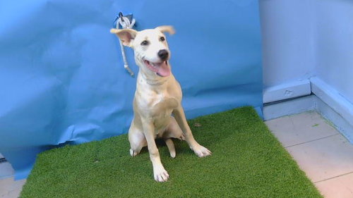 MUFFIN, a dog for adoption from Los Angeles County Animal Control - Carson