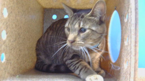 Simon, Domestic Short Hair (medium coat)