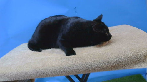 KITTY, a cat for adoption from Los Angeles County Animal Control - Carson