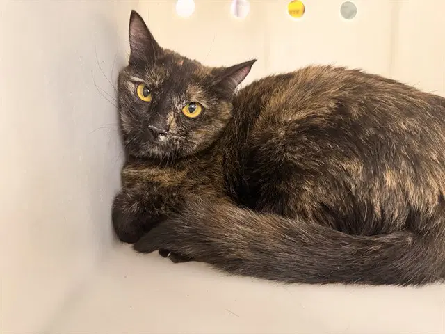 Cici - Domestic Short Hair