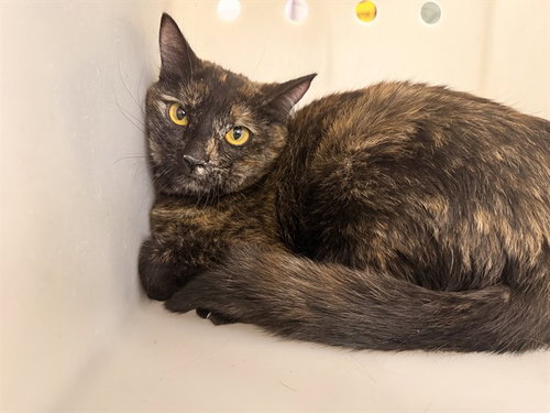CICI, a cat for adoption from Los Angeles County Animal Control - Carson
