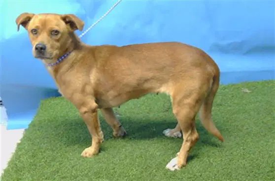 Unknown - Terrier