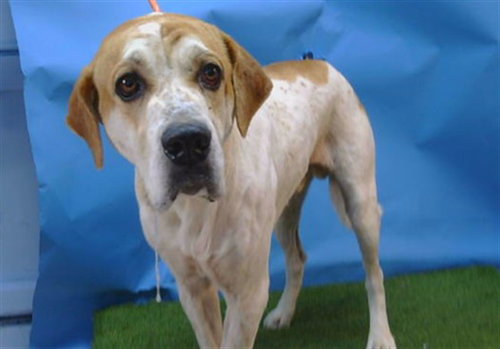 Bentley, English Foxhound / Rhodesian Ridgeback / Mixed (medium coat)