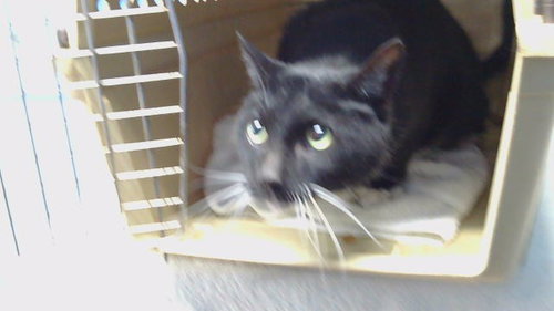 Fred, Domestic Short Hair (medium coat)