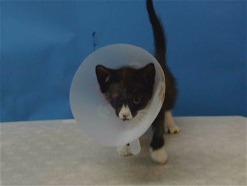WILLY, a cat for adoption from Los Angeles County Animal Control - Carson