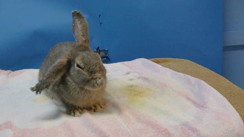 A5804546, a rabbit for adoption from Los Angeles County Animal Control - Carson