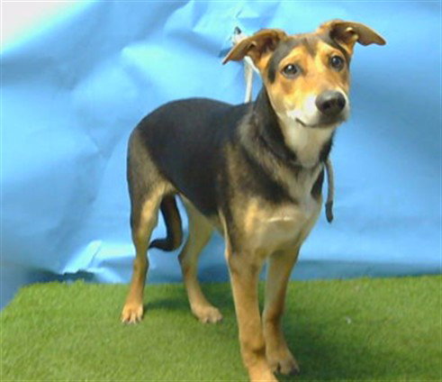 BOLT ARTHUR, a dog for adoption from Los Angeles County Animal Control - Carson