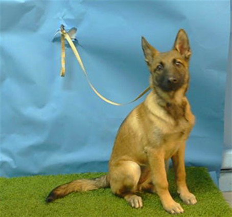 CALLI DAISY, a dog for adoption from Los Angeles County Animal Control - Carson