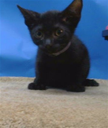 SILKY, a cat for adoption from Los Angeles County Animal Control - Carson