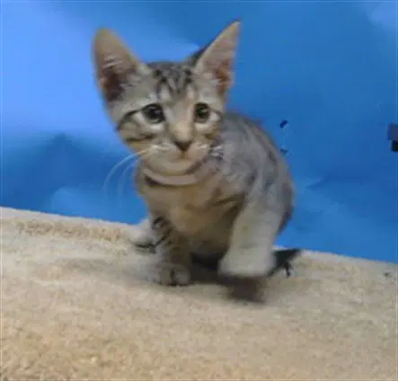 Jay Jay - Domestic Short Hair