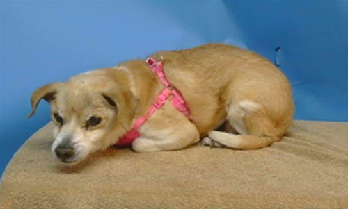 KIYA, a dog for adoption from Los Angeles County Animal Control - Carson