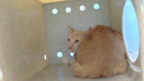 MILO, a cat for adoption from Los Angeles County Animal Control - Carson