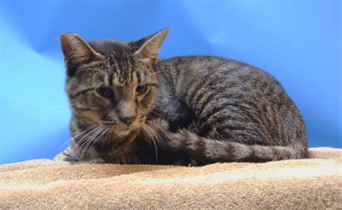 BOXER, a cat for adoption from Los Angeles County Animal Control - Carson
