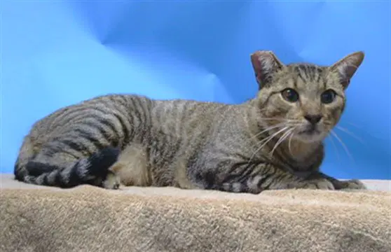 Poppa - Domestic Short Hair