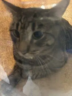 Chilli Boy - Domestic Short Hair