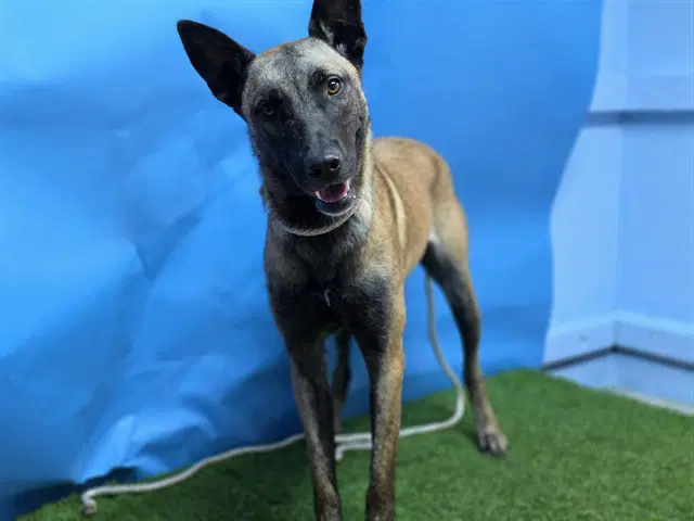 Unknown - Belgian Shepherd Malinois