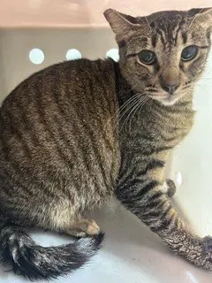 Rose Bud - Domestic Short Hair