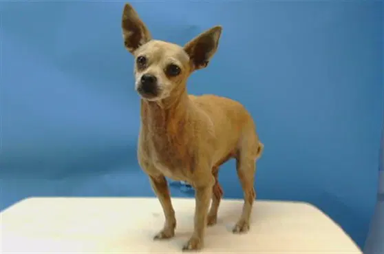 Tommy - Chihuahua