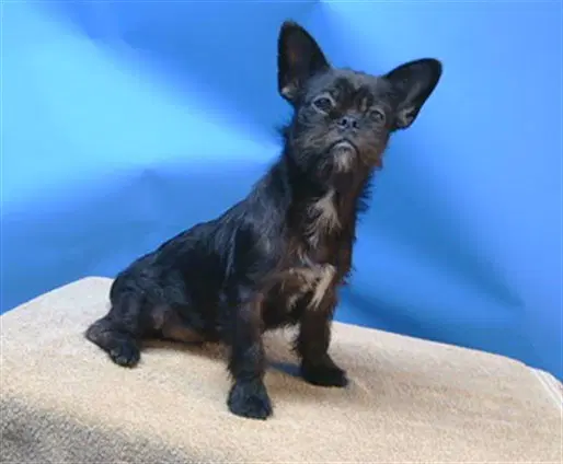 Unknown - Brussels Griffon