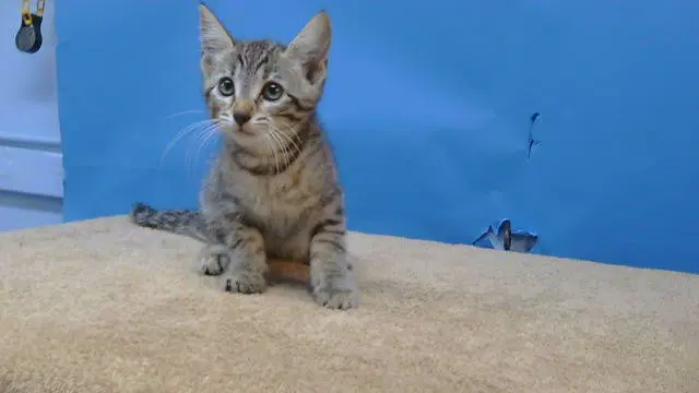 Gabby - Domestic Short Hair