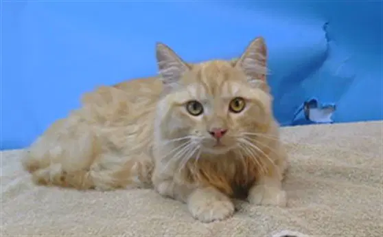 Unknown - Domestic Short Hair