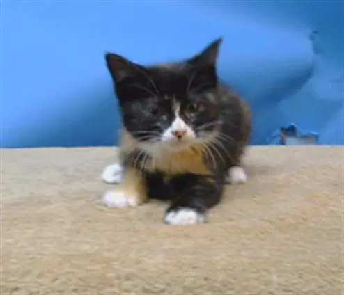Bitsy - Domestic Short Hair