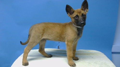 Nina, Belgian Shepherd Malinois (medium coat)