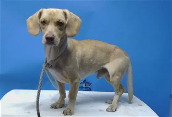 Unknown - Beagle