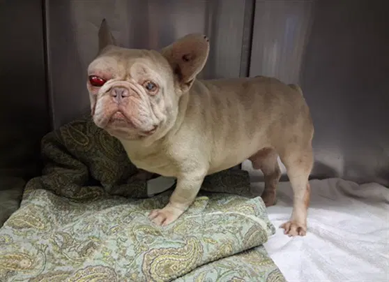 Unknown - French Bulldog