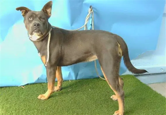 Bianca - Pit Bull Terrier