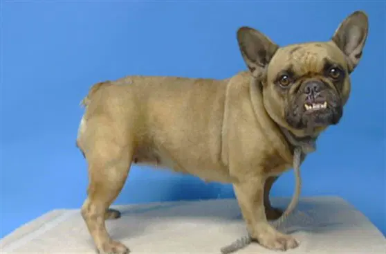 Unknown - French Bulldog