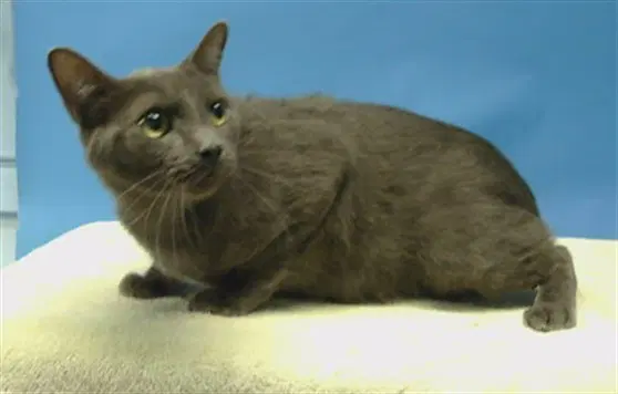 Chico - Domestic Short Hair