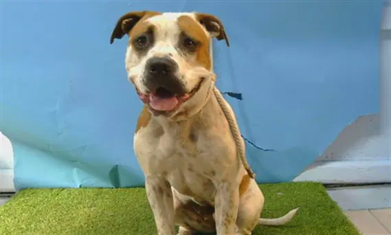 Bella - American Bulldog