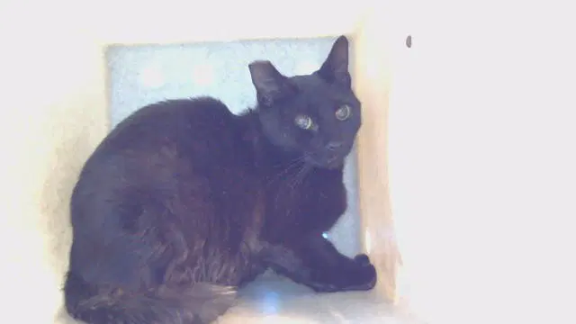 Midnight - Domestic Short Hair