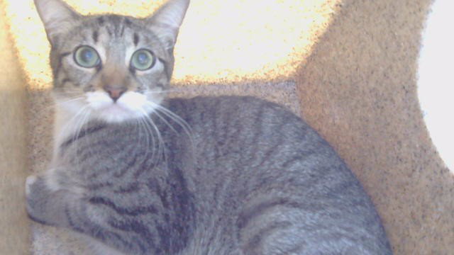 ROWENA