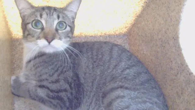Rowena - Domestic Short Hair